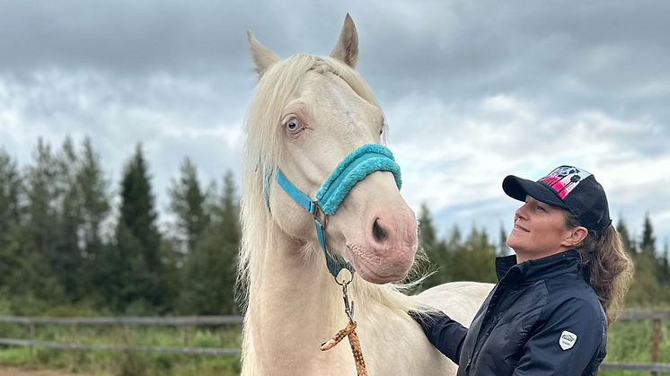 Kaunis Iron sponsrar Pajala Hästkraft med en häst – här är Kaunis Romeo!