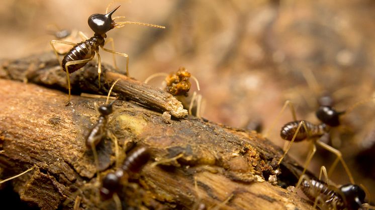Studiet viste også, at i primær skov som regnskoven bidrager termitter til økosystemets trivsel og modstandsevne over for tørke. 