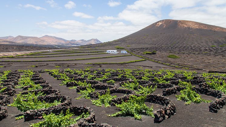 Lanzarote beeindruckt durch kilometerlange Sandstrände und bizarre Lavalandschaften. Das Weinanbaugebiet La Geria ist weltweit einzigartig. (Foto: Dimitri Houttemann/Pixabay)