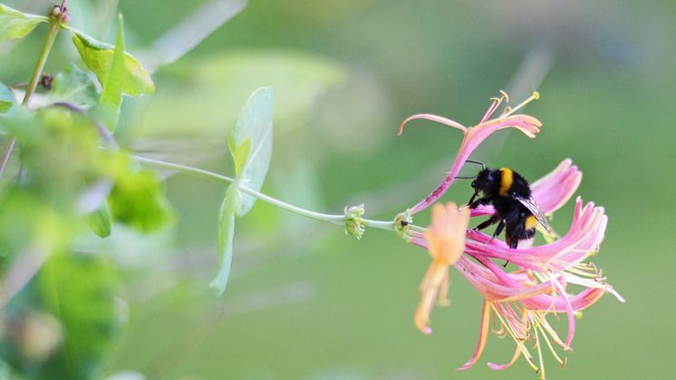 Pollinerande insekter ska flytta in hos Gavlegårdarna när Högskolan hjälper till