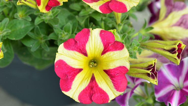Ser du hjärtat i blomman? Petunia Amore är namnet på denna skönhet!