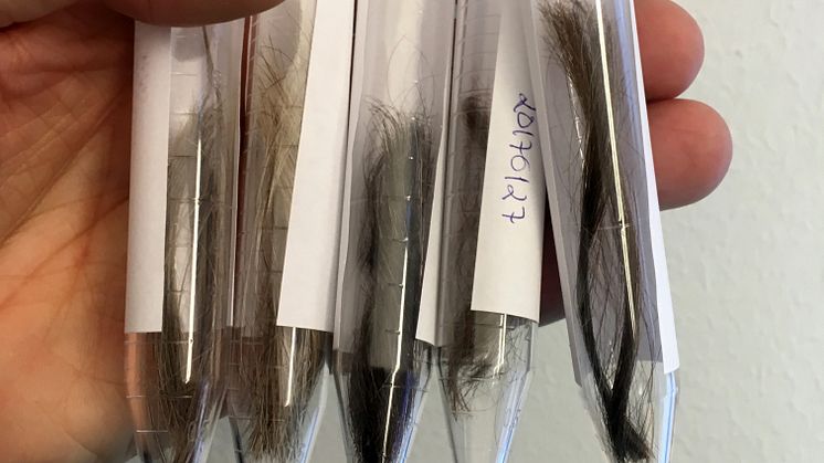 Forskare vid Linköpings universitet har mätt stresshormonet kortisol i hår. Foto: Tomas Faresjö