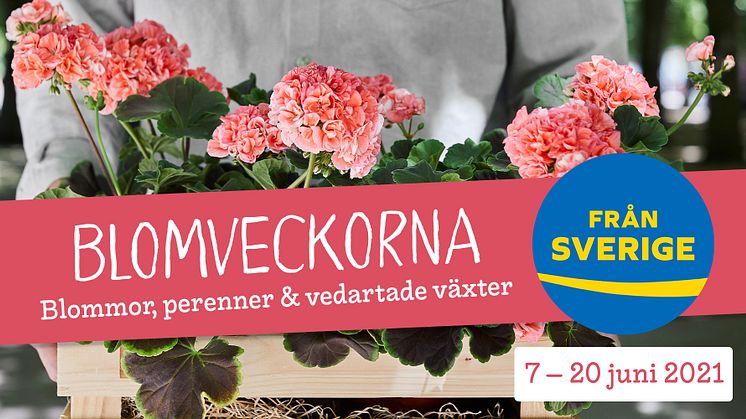 Under Blomveckorna Från Sverige får vi hela Sverige att blomma med Från Sverige-märkta sommarblommor, perenner samt buskar och träd.