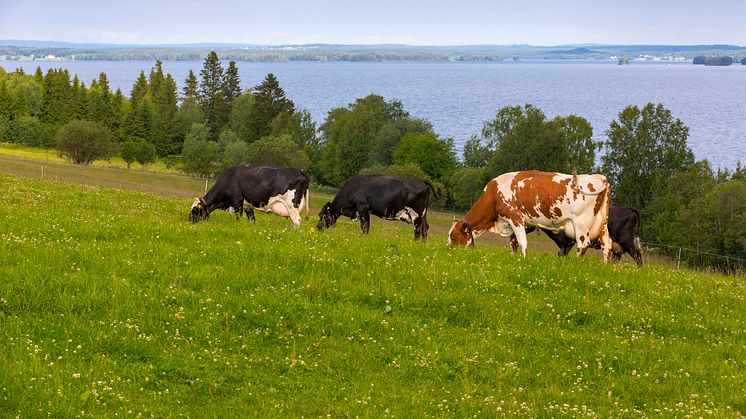 Endast en av fem norrlandskommuner har mål för lokalproducerade livsmedel