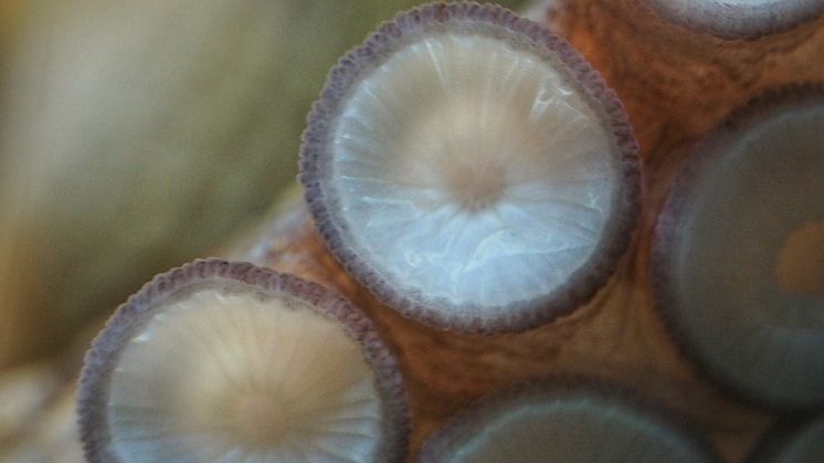 Octopus vulgaris sugkoppar foto Roger Jansson Havets Hus