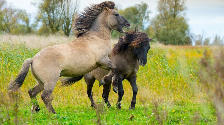 Konik hestene skal  være med til at pleje Bjergskov. Konik heste er rigtig gode til at spise for eksempel brombærkrat.