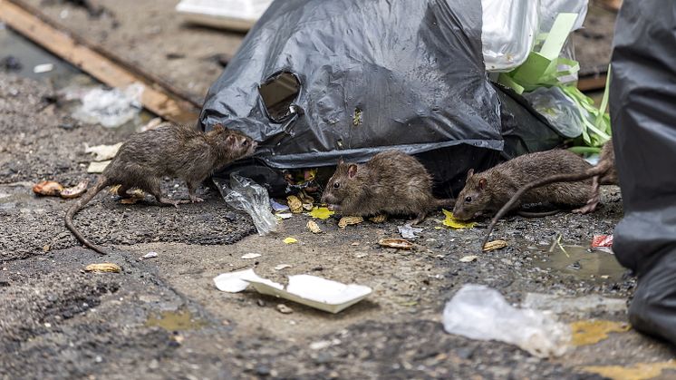 Skräp föder råttinvasion i staden