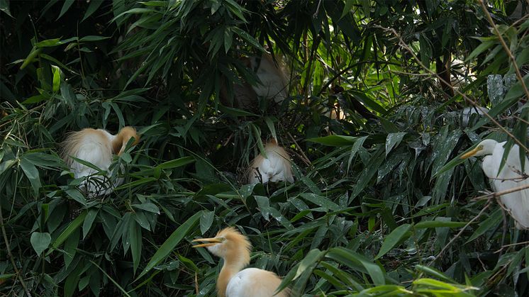 Hejrer i en bambusskov. Foto af Istiakh Ahmed Barson (Mongabay.com).