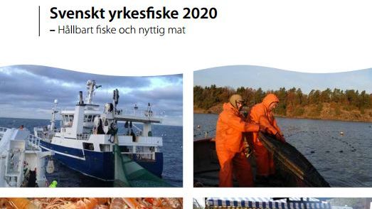 Så ska yrkesfisket möta framtiden – ny strategi för svenskt yrkesfiske