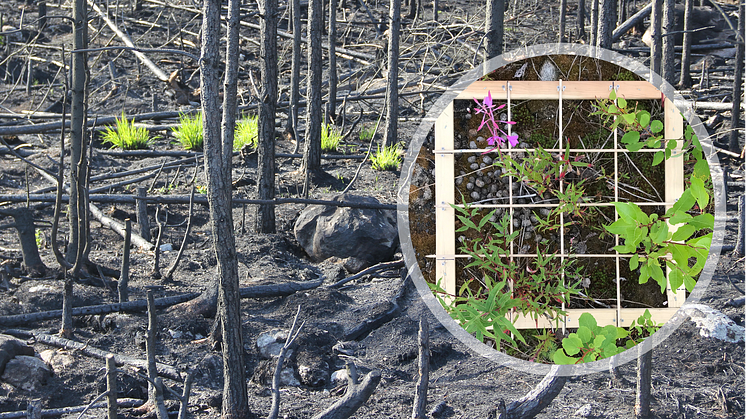 Bara några veckor efter branden i Västmanland började de första växterna återvända. Vegetationen har studerats i provrutor på hyggen i området. Foto: Lena Gustafsson (SLU).