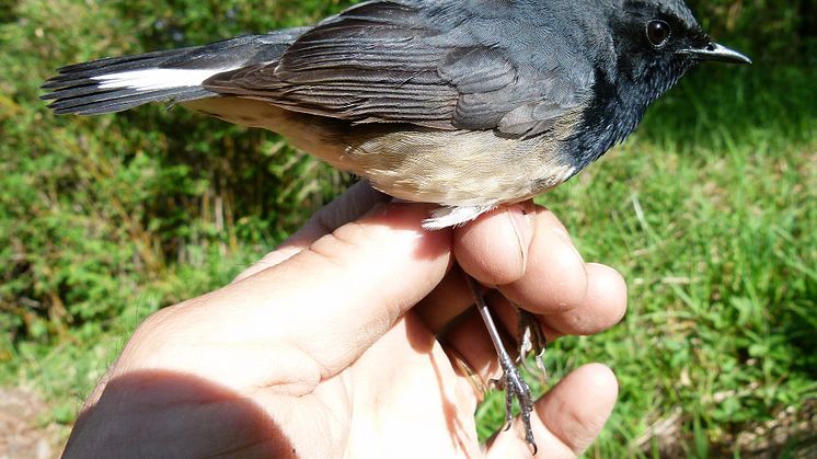 Sensationellt fågelfynd i Kina
