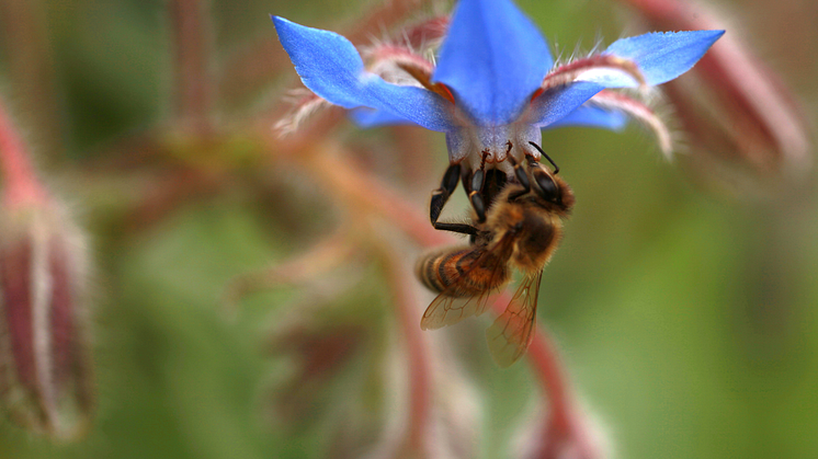 Ett bi på gurkärt. Foto: Ulrika Flodin Furås