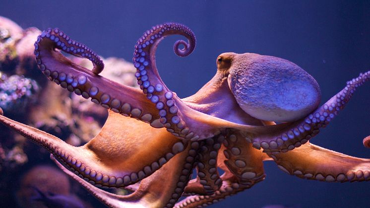 Den åttaarmade bläckfisken är känd för sin intelligens. Den kan både öppna burkar och använda verktyg. I sommar kan du möta den öga mot öga på Sjöfartsmuseet Akvariet. Foto:  Morten Brekkevold. Tillgängligt under licensen  CC BY-NC-SA 2.0