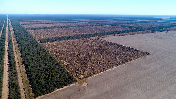 Massiv afskovning til fordel for sojamarker på den argentiske Chaco hvorfra store mængder sojafoder til dansk landbrug kommer fra. 