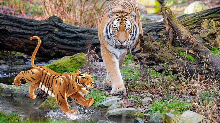 Tiger auf Streifzug im Duisburger Zoo