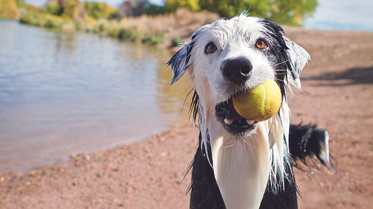 Sommerspaß mit Hund am Wasser