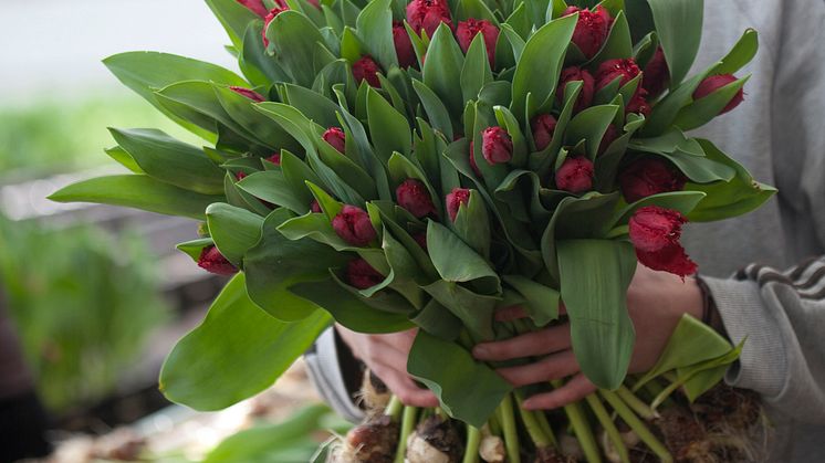 Välkommen på tulpanpressvisning med blomsterkreatör Heidi Mikkonen