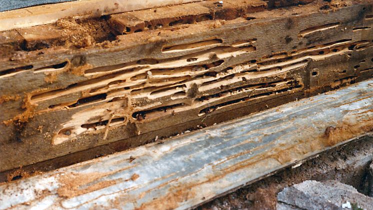 STOKKMAUR: Stokkmauren gjør skade på treverket når den gnager ut rom og ganger for å lage reir. 