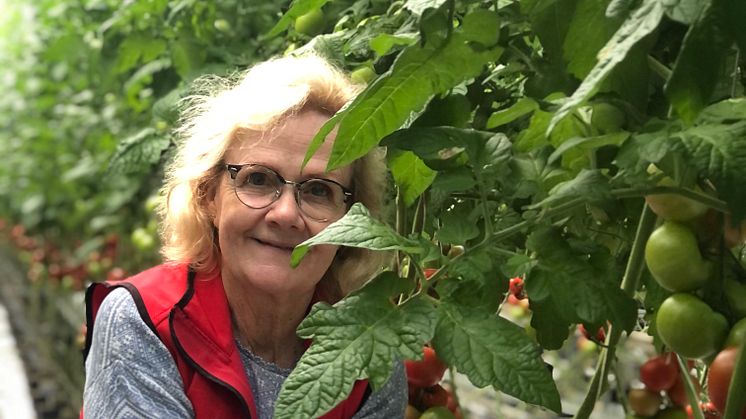 Annicka Assarsson, tomatodlare utanför Motala är glad över den soliga våren och att hennes tomater fick en fin start.