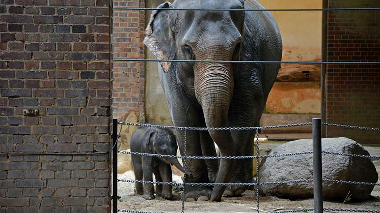 Zoo Leipzig: Elefantenkuh Pantha mit ihrem Kalb im Elefantentempel Ganesha Mandir - Foto: Emily Hoppe