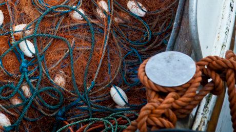 HaV öppnar åter kustfiske efter sill och skarpsill i Östersjön