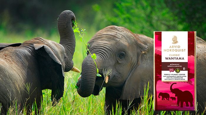 Afrikas elefanter borta om 14 år!