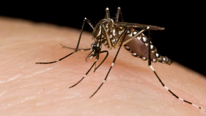COMMENT: When it comes to nature’s public enemy number one, the mosquito is a modern monster