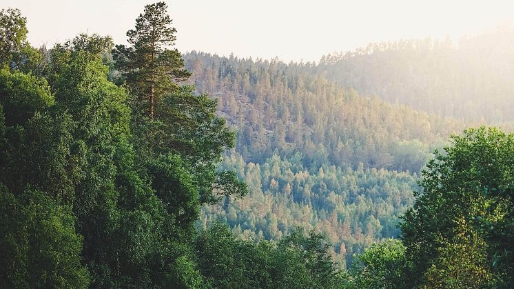 Kraftigt stigande pris på skogsmark när Ludvig & Co summerar 2020 års försäljningar