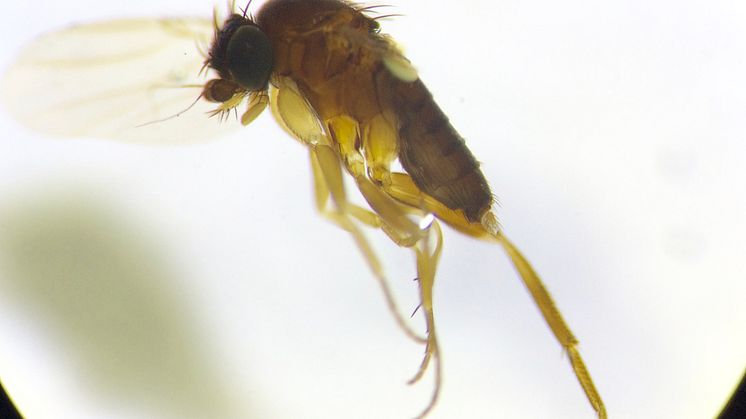 De talrika puckelflugorna hör till de minst kända insekterna i Sverige. Här en hane ur det enorma släktet Megaselia. Foto: Sibylle Häggqvist, Naturhistoriska riksmuseet 