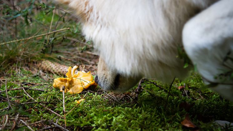 Kantareller är en bra svampsort att börja träna med. Foto: Sveland Djurförsäkringar