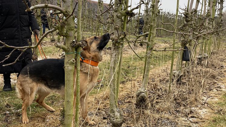 Ekipaget Anette Lindberg och hunden Edda som markerar på ett äppelträd i odlingen på Kiviks Musteri.