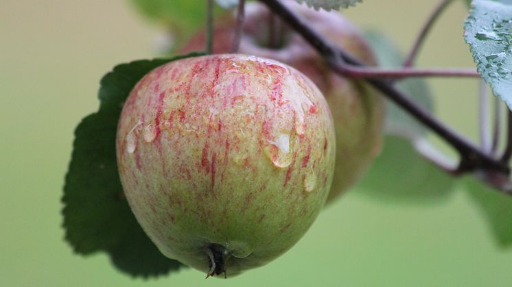 Äppeldagar med fruktutställning och sortbestämning
