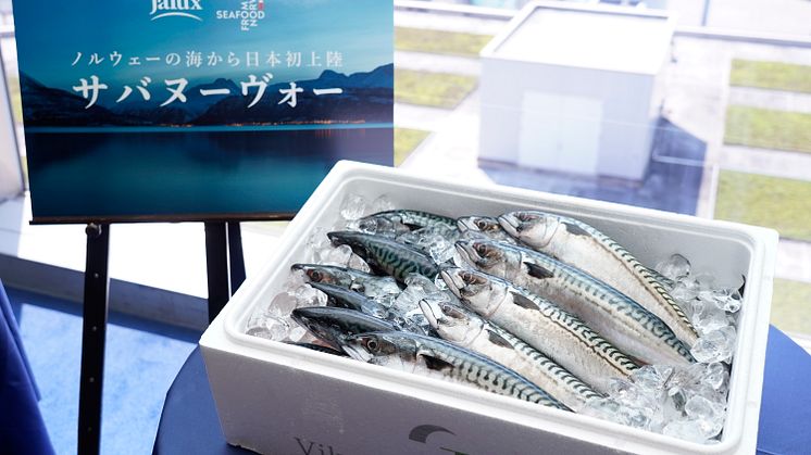 Den aller første forsendelsen av fersk norsk makrell til Japan FOTO: Norges sjømatråd