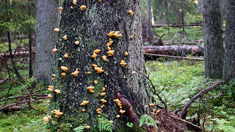 Gran är en viktig värdart för många växter, svampar och djur. Foto: Michael Krikorev