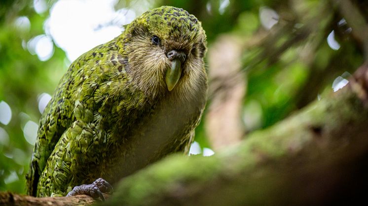 Det finns enbart cirka 200 individer kvar av kakapon. Foto: Jake Osborne