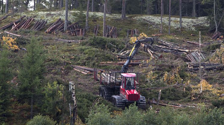 Dagens skogsbruk är en het fråga. Foto: Mostphotos