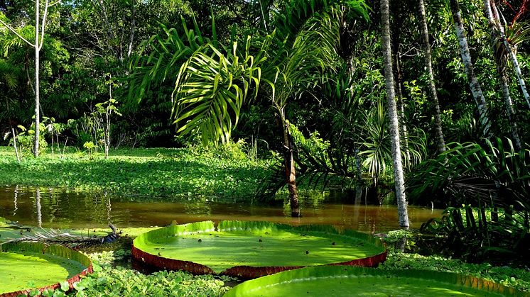 Explore the world’s most spectacular rainforest on Fred. Olsen’s  ‘Amazon River & the Beaches of the Caribbean’ cruise
