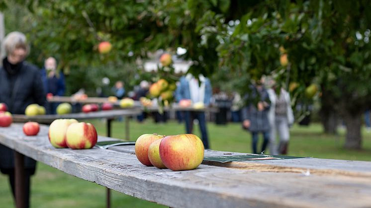 Äppelparad i Kulturodlingen på Kiviks Musteri