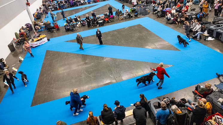 Fyra dagar av hundkärlek på Nordens största hundevenemang MyDOG 2023