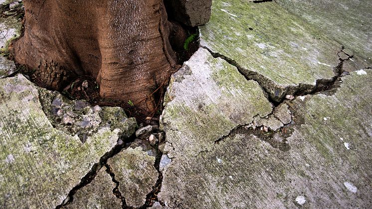 tree roots in cracked pavement - subsidence