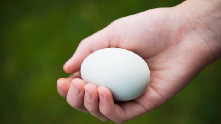 72 procent av svenskarna menar att ägg är ett av de mest näringsrika livsmedel man kan äta. 