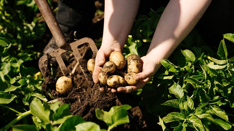 Lätt, läckert och lyxigt att odla egen potatis. Blomsterlandet har ett brett sortiment och tillbehören som hjälper dig. 