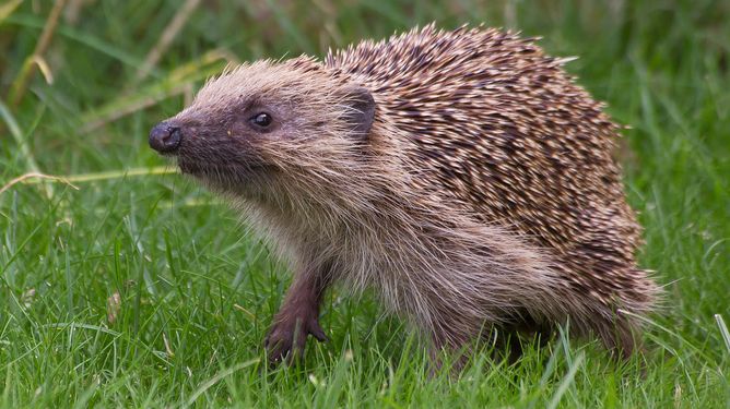 COMMENT: Disappearing hedgehogs show familiarity may be a curse