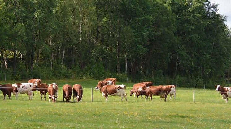 Svensk mjölkproduktion är världsledande på klimatsmart mjölkproduktion 
