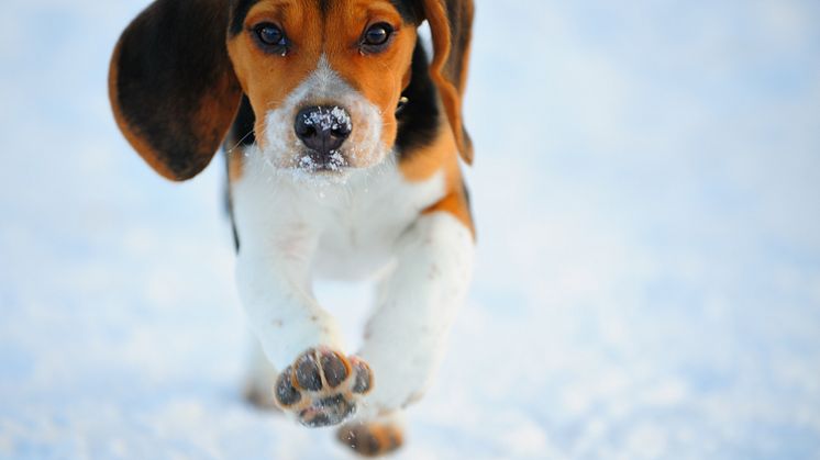 Hundexpertens bästa tips för en trygg vinter