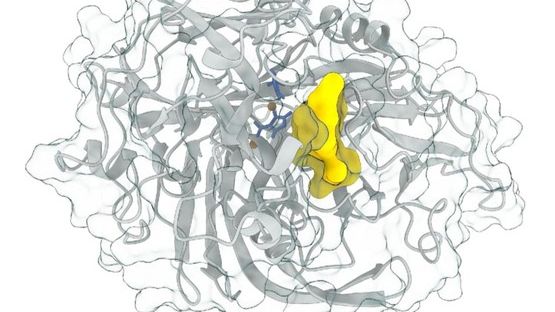Tredimensionell modell av enzymet lacasse som är ansvarigt för att "koda" en aspekt av ligninkemin. Kolskelettet visas i grått, viktiga aminosyror för ligninoxidation i blått med kopparatomer i orange, volymen av det aktiva stället visas i gult.