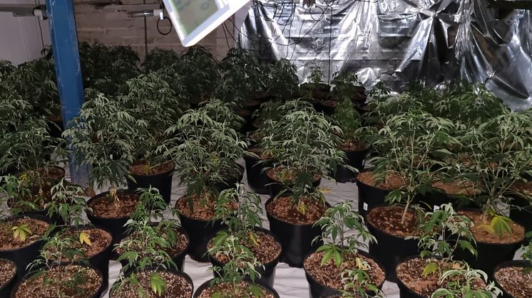 Cannabis plant grow in Mickledale Lane, Bilsthorpe