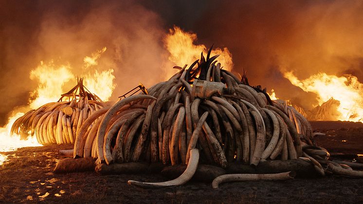 Bränning av elefantbetar, Nairobi National Park, Kenya, 2018. © Jennifer Baichwal och Nicholas de Pencier