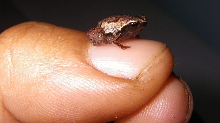 Et eksemplar af Mini mum, en af de tre nye frøer af 'Mini' slægten, hænger ud på en forsker-fingernegl. Foto: Andolalao Rakotoarison.