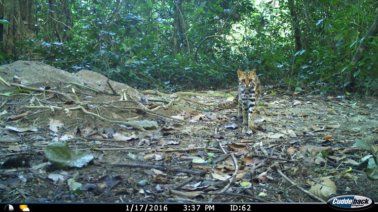 Leopard cat in protected forests of India. According to the new findings only 8 percent of its adequate habitat is currently covered by protected areas. Photo credits: André P. Silva, Surabhi Nadig and Navya R